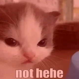 Sticker AngryCat - 2