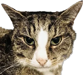 Sticker Гриша (by @Pylimetchica) - 7