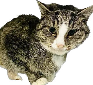 Sticker Гриша (by @Pylimetchica) - 2