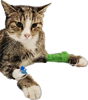 Sticker Гриша (by @Pylimetchica) - 6