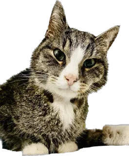 Sticker Гриша (by @Pylimetchica) - 8