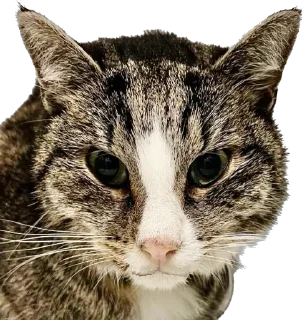 Sticker Гриша (by @Pylimetchica) - 4