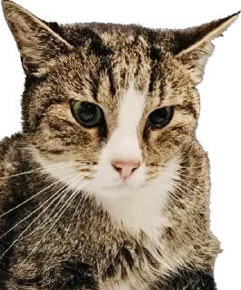 Sticker Гриша (by @Pylimetchica) - 0