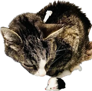 Sticker Гриша (by @Pylimetchica) - 1