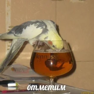 Стикер СМЕРТЬ КАТАМ - 0