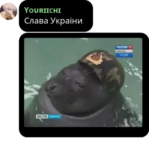 GroveDykedColly :: @fStikBot - 