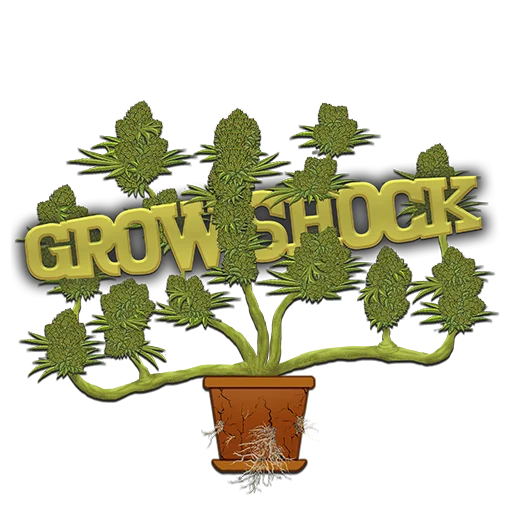 flowerpot houseplant plant