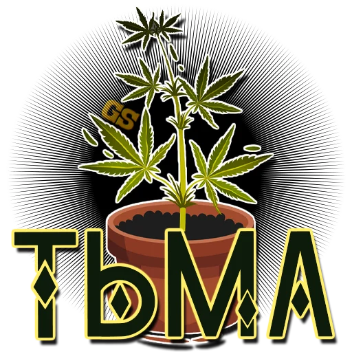 houseplant flowerpot plant