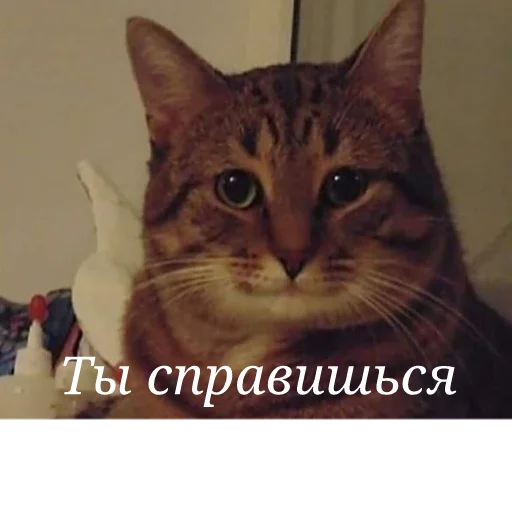 животное кошка млекопитающее