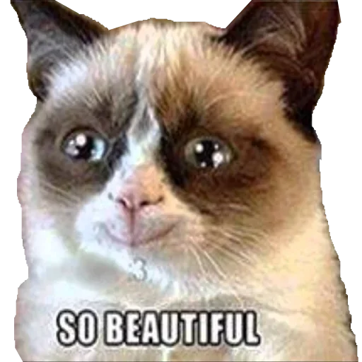 животное млекопитающее домашняя кошка