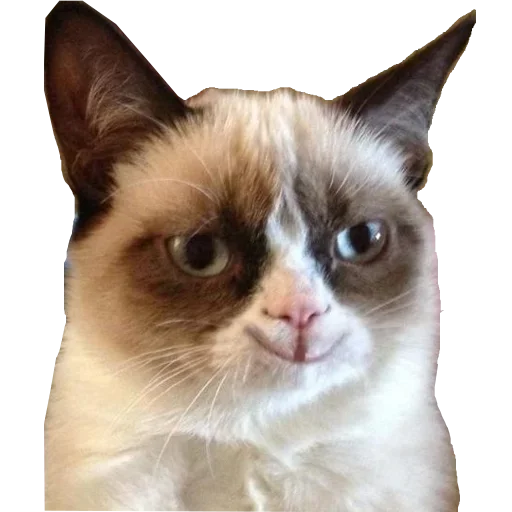 кошка животное млекопитающее