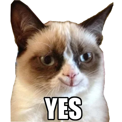 животное млекопитающее кошка