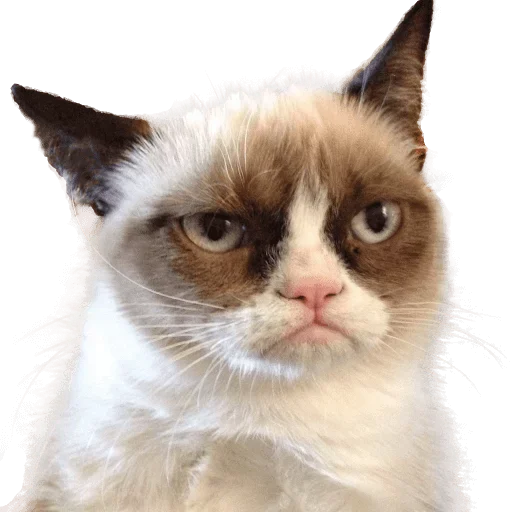 животное млекопитающее кошка