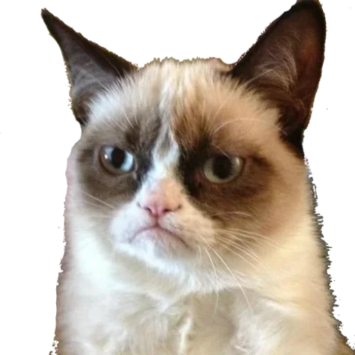 млекопитающее кошка животное