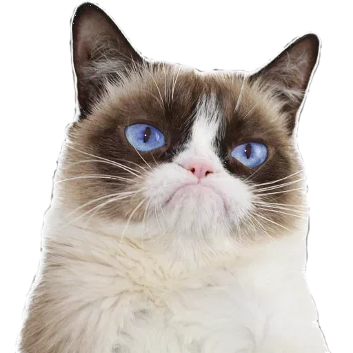 животное млекопитающее кошка