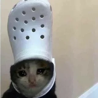 Sticker Грустные котики @kotiki_sticks - 2