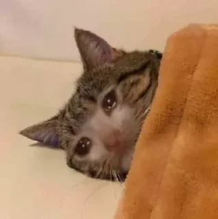 Sticker Грустные котики @kotiki_sticks - 0