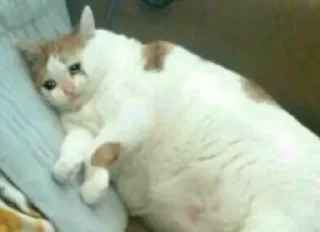 Sticker Грустные котики @kotiki_sticks - 4