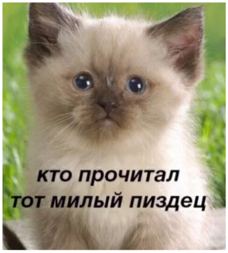 Sticker GsCZdRunujbPyrjQ_by_stickers_stealer_bot - 1