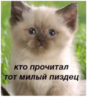 Sticker Больше стикеров 👉🏻 @stickertg4 - 1