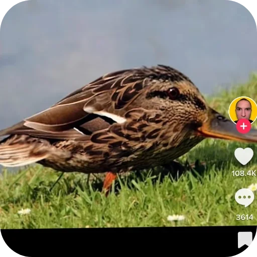 Стикер Gsp219 - 1