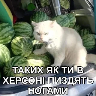 Стикер 👍🏻 - 11