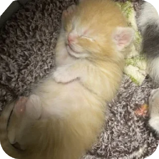 Стикер 👍🏻 - 8