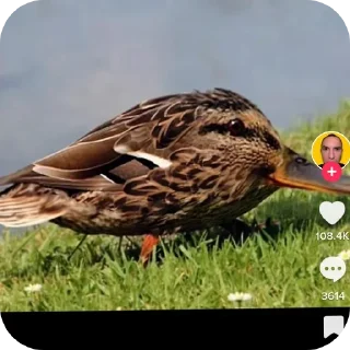 Стикер 👍🏻 - 4