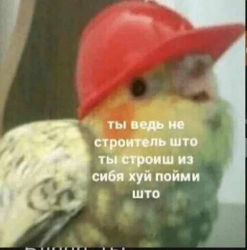 животное СМС птица