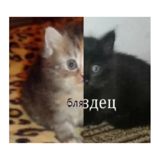 Стикер Сима самая лучшая - 2