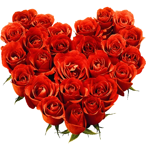 растение цветок роза