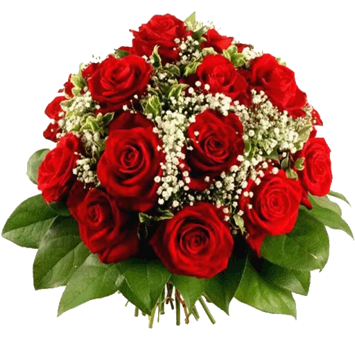 цветок роза растение