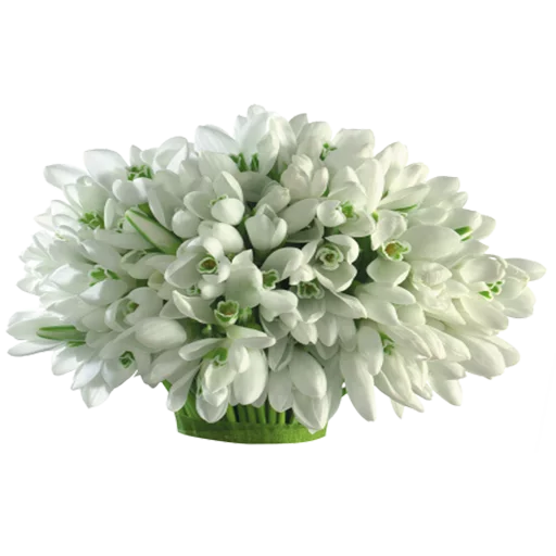 цветок растение лепесток