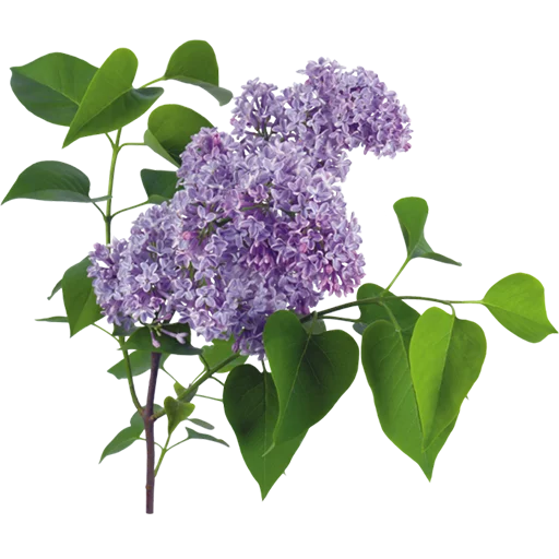 plant purple lilac