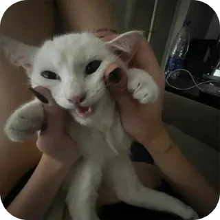 Стикер Гулёна - 2