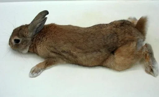 животное млекопитающее кролик