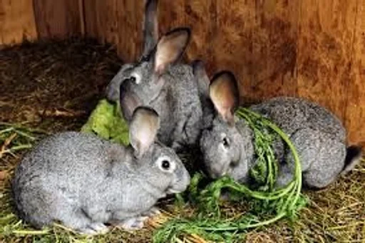 животное млекопитающее кролик