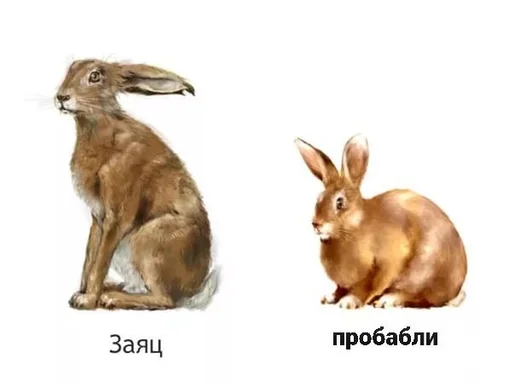 животное млекопитающее кролики и зайцы