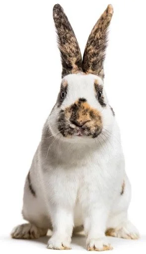 mammal animal rabbit