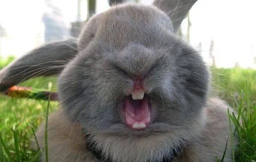 млекопитающее животное кролик