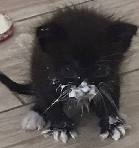 Sticker GwkoUmj_by_achestickbot - 1