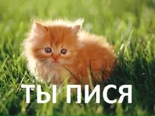 Sticker Больше стиков тут: @stikery4 - 11