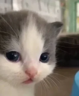 Sticker Больше стиков тут: @stikery4 - 8