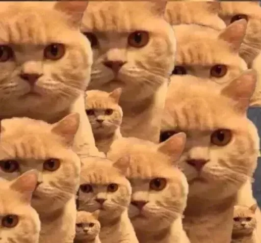 животное млекопитающее кошка