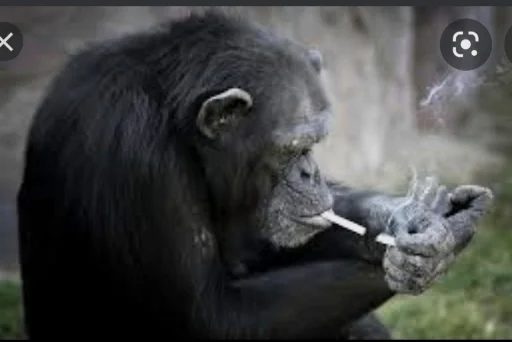 mammal animal primate