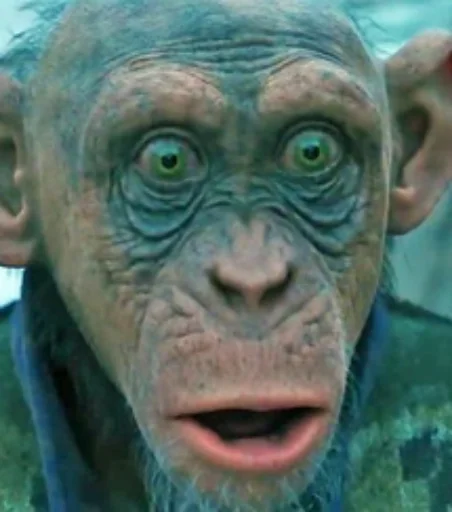 animal primate mammal