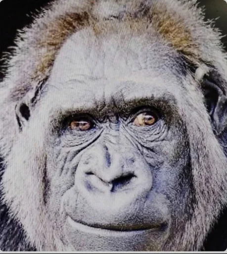 mammal animal primate