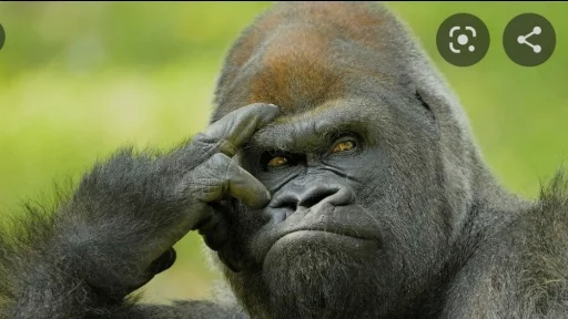 mammal animal primate