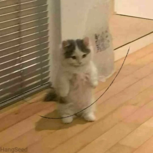 floor indoor small to medium-sized cats