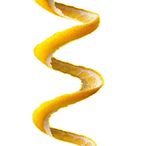 yellow invertebrate animal